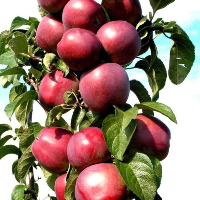 Колоновидная яблоня баргузин описание сорта фото