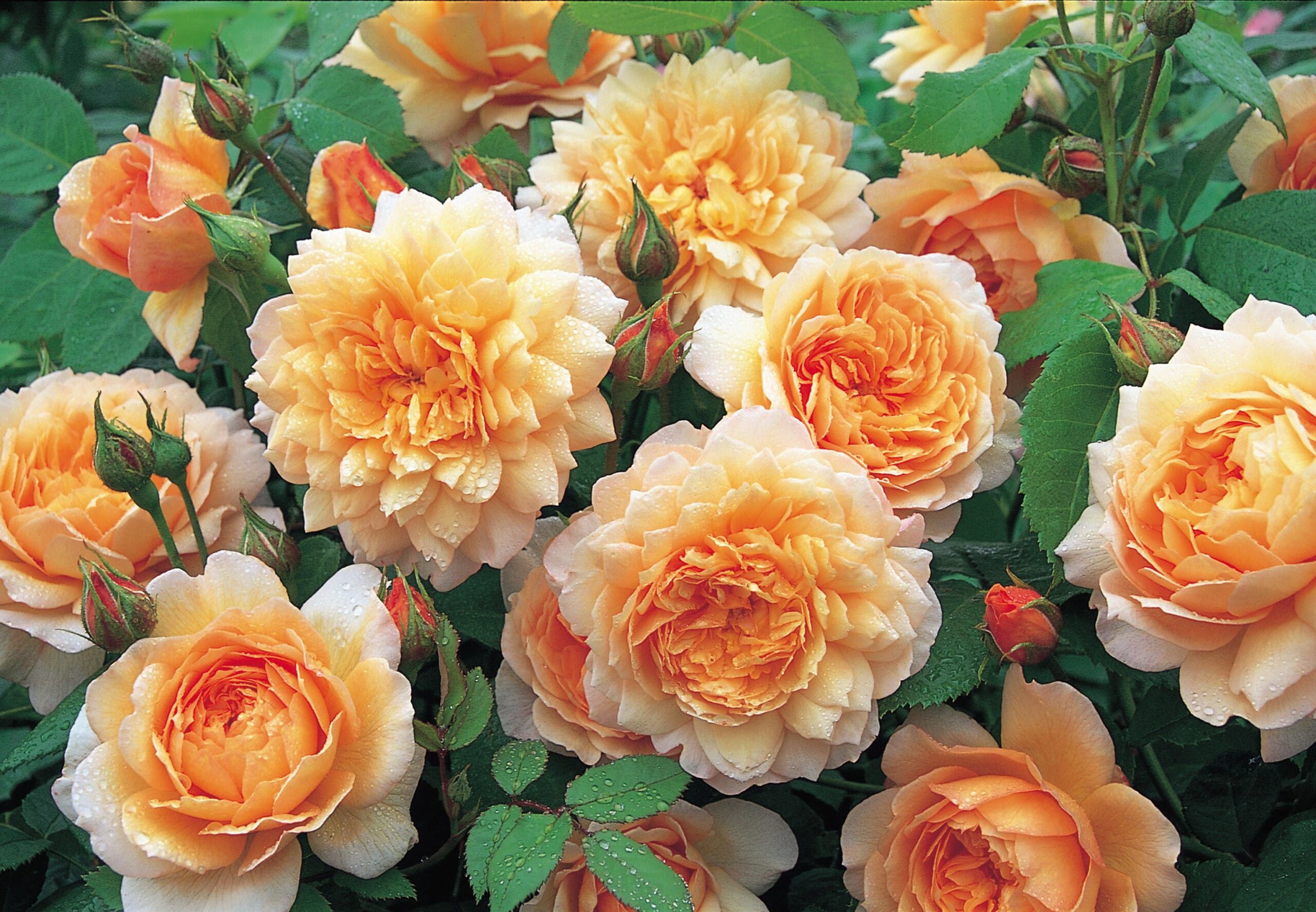 Характеристика и особенности сорта Розы Пегасус